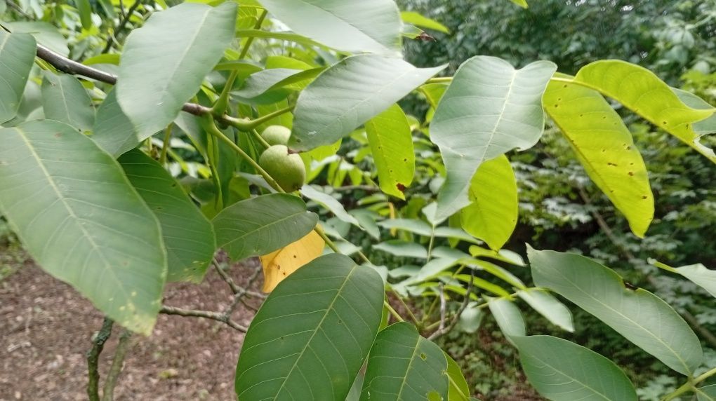 Działka rod Wrocław Zacisze. Zdjęcie 2