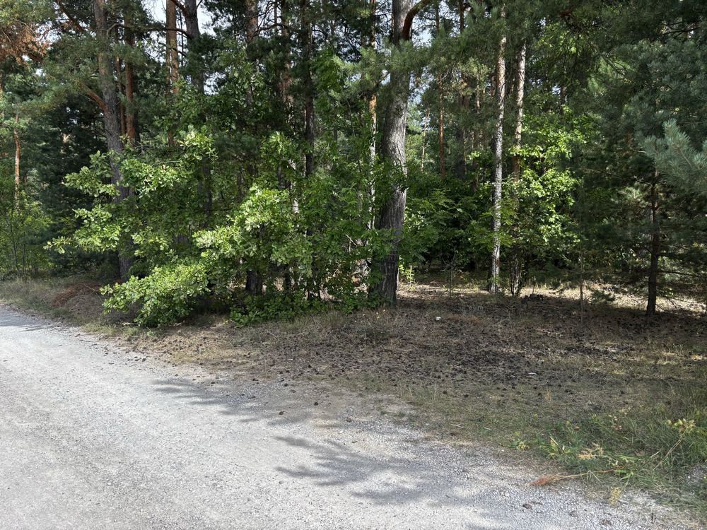 Działka leśna Piekoszów. Zdjęcie 2