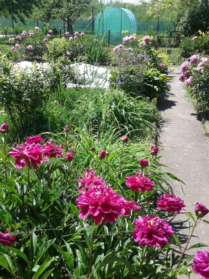 Działka rod Lubin, ul. Legnicka. Zdjęcie 8