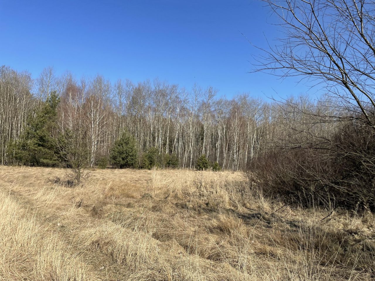 Działka rolna Zalesna. Zdjęcie 6