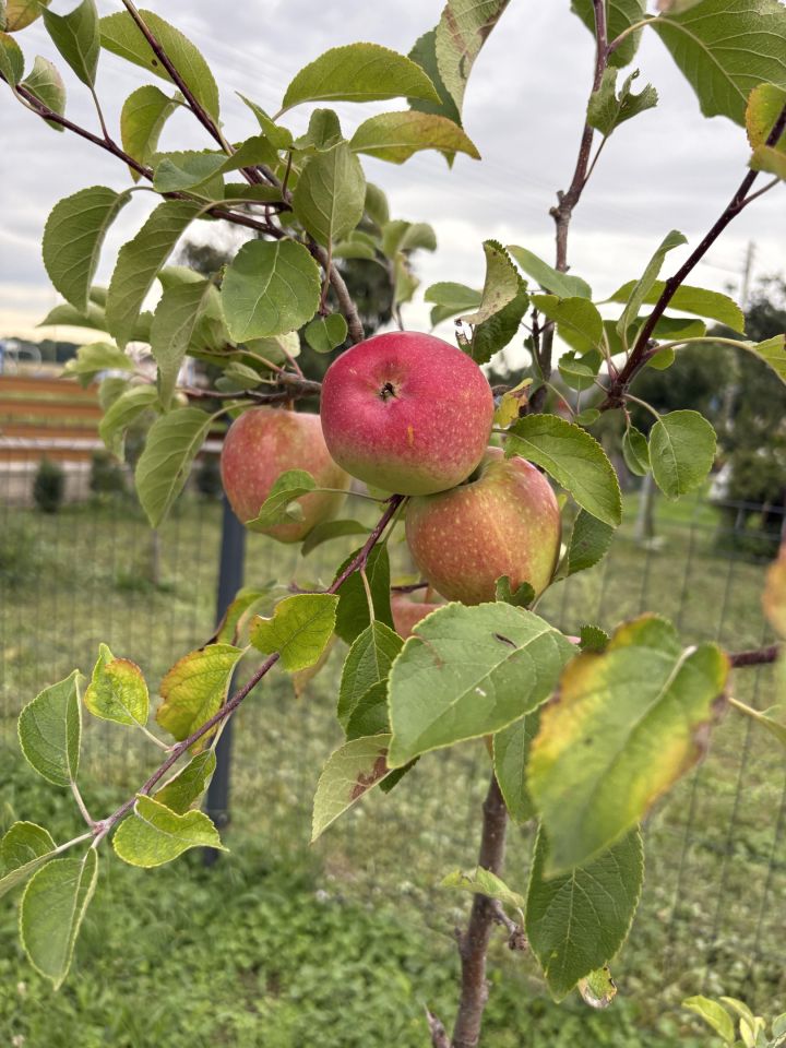 Działka rolno-budowlana Pichorowice, Pichorowice 74. Zdjęcie 9