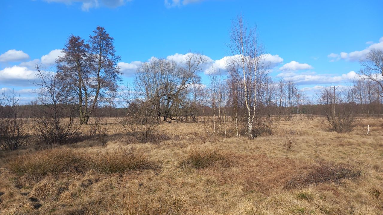Działka rolna Zielona Góra Jarogniewice, ul. Jarogniewice. Zdjęcie 5