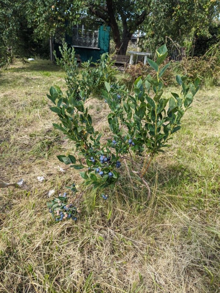 Działka rod Gdańsk Orunia. Zdjęcie 4