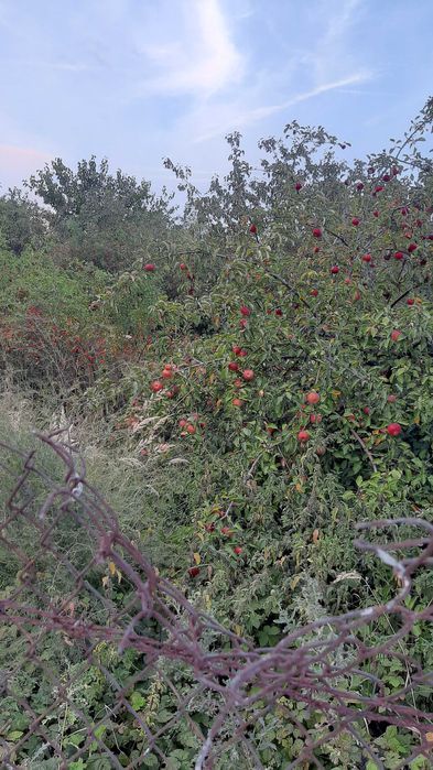 Działka rolna Kargowa. Zdjęcie 2