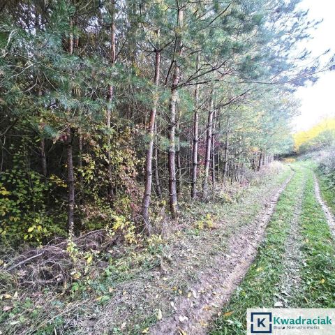 Działka leśna Wolica. Zdjęcie 2