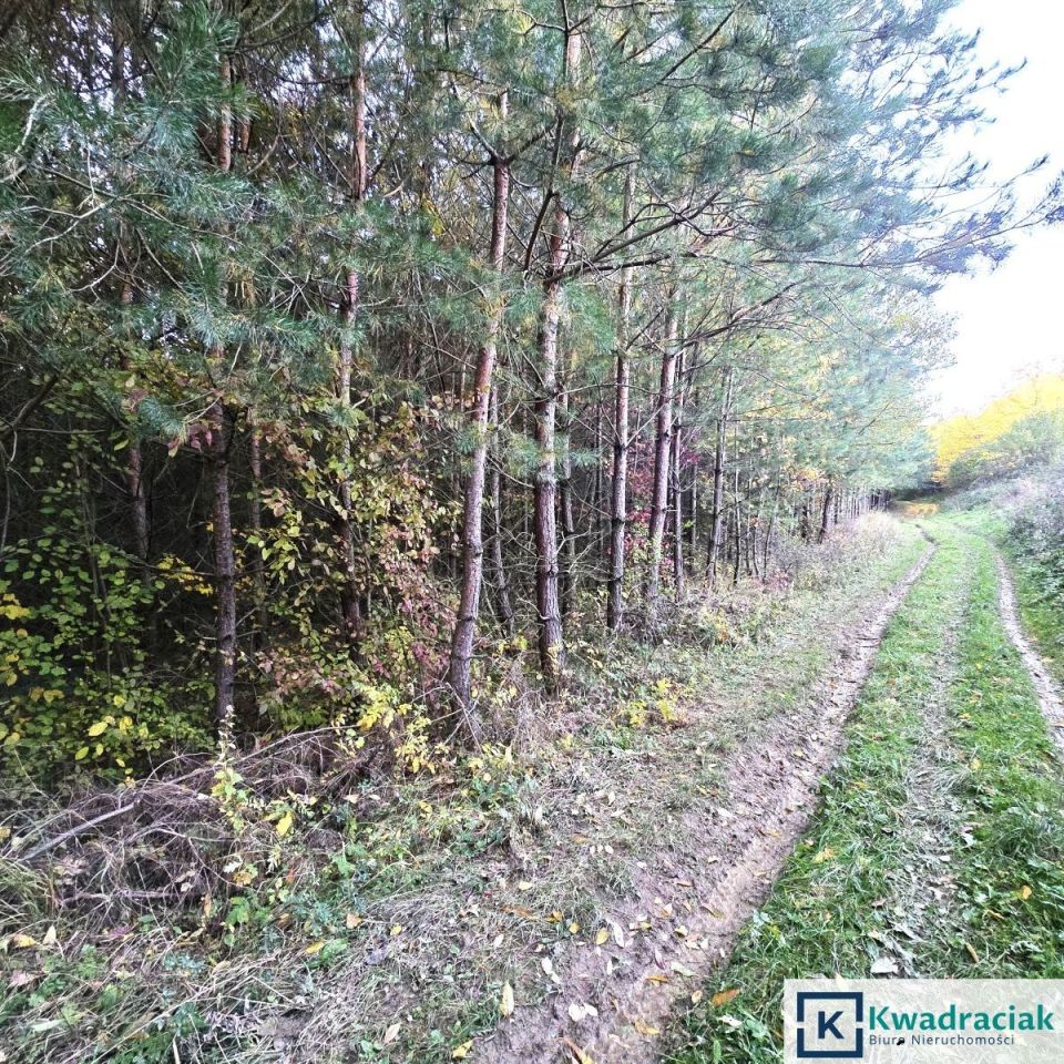 Działka leśna Wolica. Zdjęcie 2
