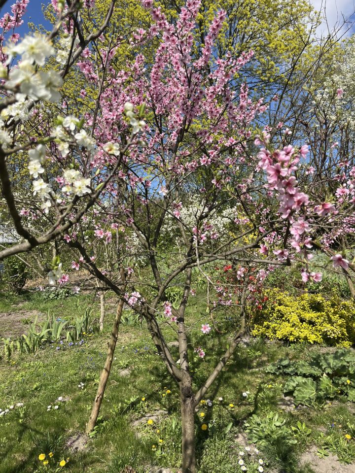 Działka rod Kraków Podgórze, ul. Swoszowicka. Zdjęcie 7