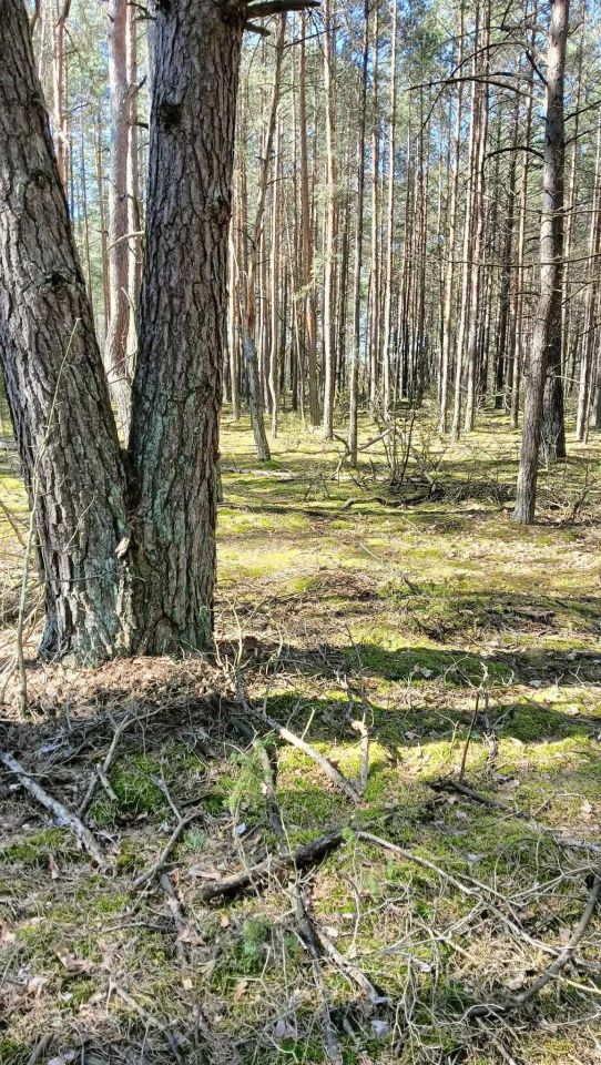 Działka leśna Szafranki. Zdjęcie 4
