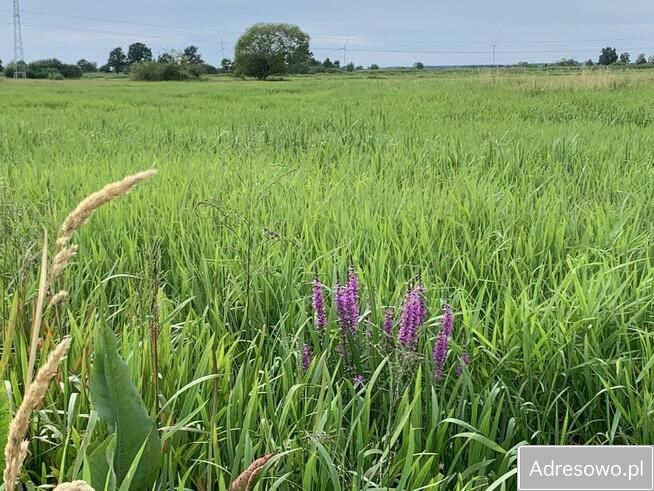 Działka leśna Garki. Zdjęcie 13