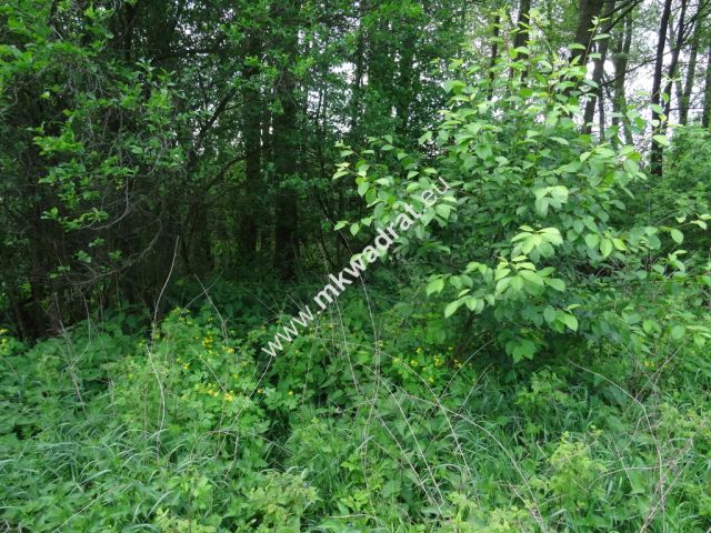 Działka budowlana Waleriany. Zdjęcie 5