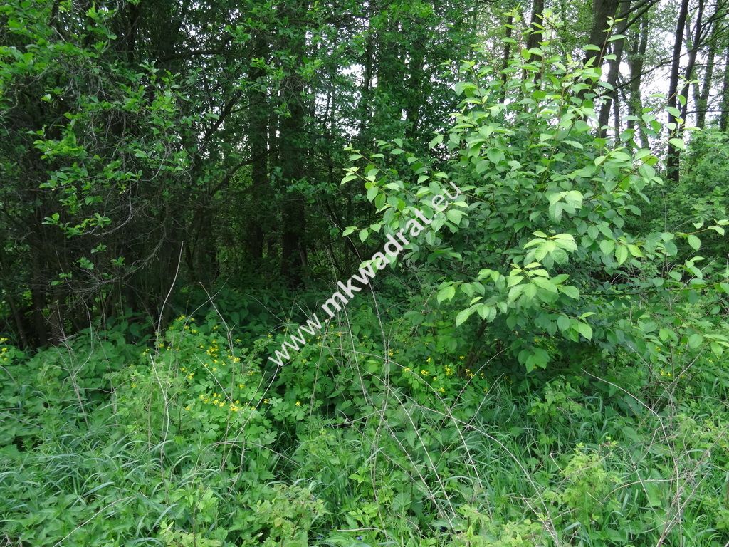 Działka budowlana Waleriany. Zdjęcie 5