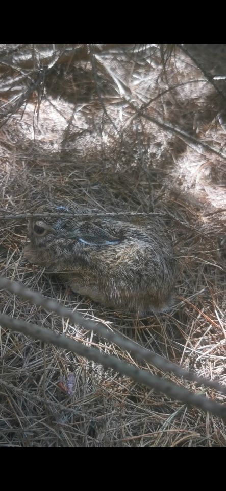 Działka rekreacyjna Chłopowo, Leśna. Zdjęcie 3