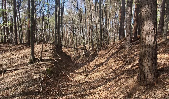 Działka leśna Lipnica Dolna, BRAK