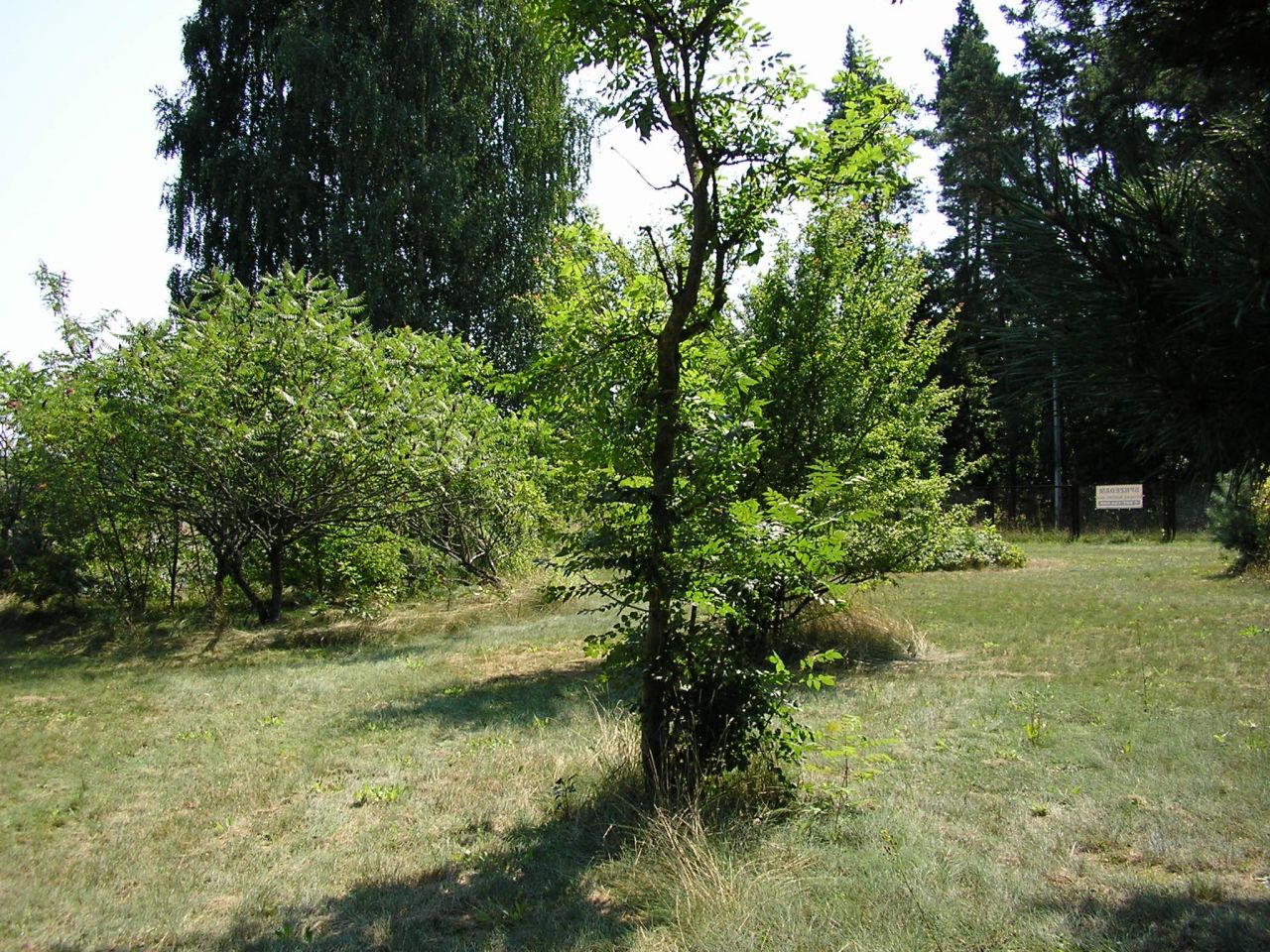 Działka budowlana Milanów. Zdjęcie 6