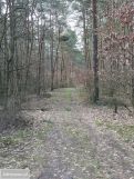 Działka leśna Białkowo. Zdjęcie 2