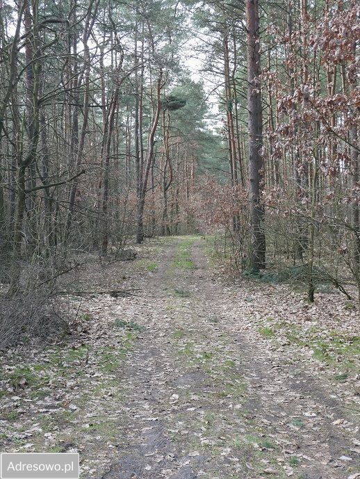 Działka leśna Białkowo. Zdjęcie 3