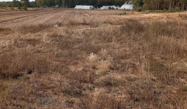 Działka rolno-budowlana Sojczyn Borowy