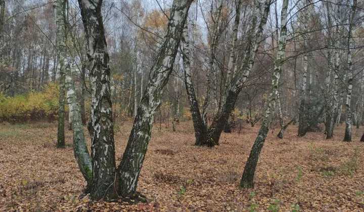 Działka budowlana Ludwików