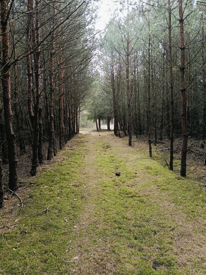 Działka Huta. Zdjęcie 8