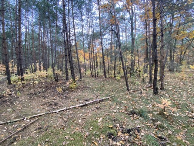 Działka leśna Warszawa Białołęka, ul. Insurekcji. Zdjęcie 1