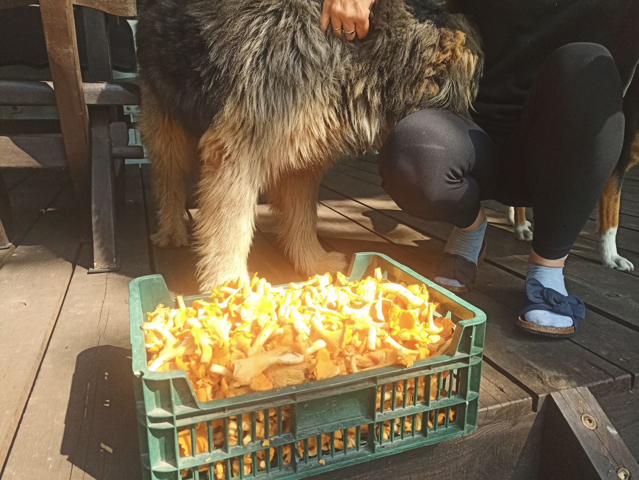 Działka leśna Konopaty. Zdjęcie 11