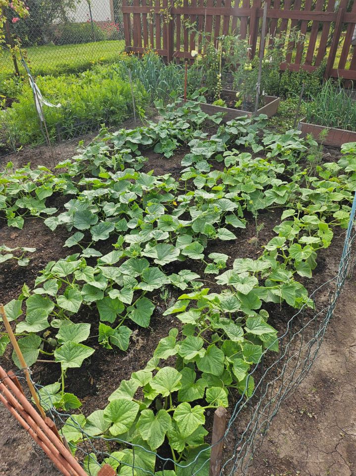 Działka rod Gdańsk Nowy Port, ul. Marynarki Polskiej. Zdjęcie 4