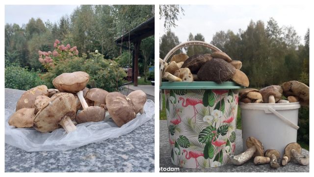 Działka budowlana Starzykowo. Zdjęcie 21