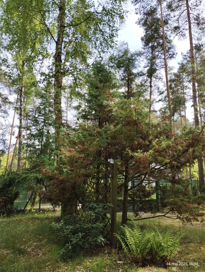 Działka budowlana Zofiówka, ul. Cienista. Zdjęcie 15