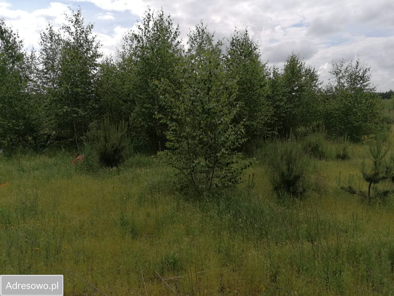 Działka rolna Karczewko, ul. Olchowa. Zdjęcie 5