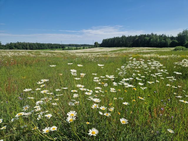 Działka budowlana Kozia Góra, ul. Żniwna. Zdjęcie 1