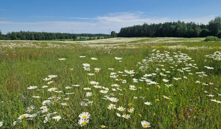 Działka budowlana Kozia Góra, ul. Żniwna