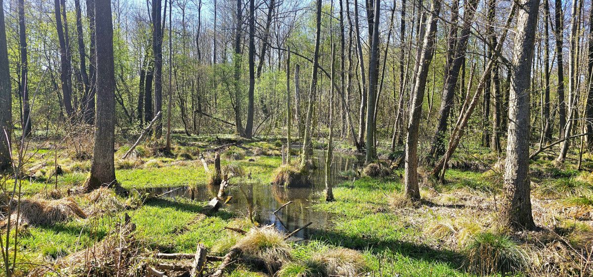 Działka budowlana Bartoszówka, ul. Strażacka. Zdjęcie 16
