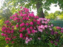 Działka rod Wrocław Psie Pole. Zdjęcie 3