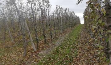 Działka rolna Wielogóra