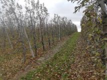 Działka rolna Wielogóra. Zdjęcie 1