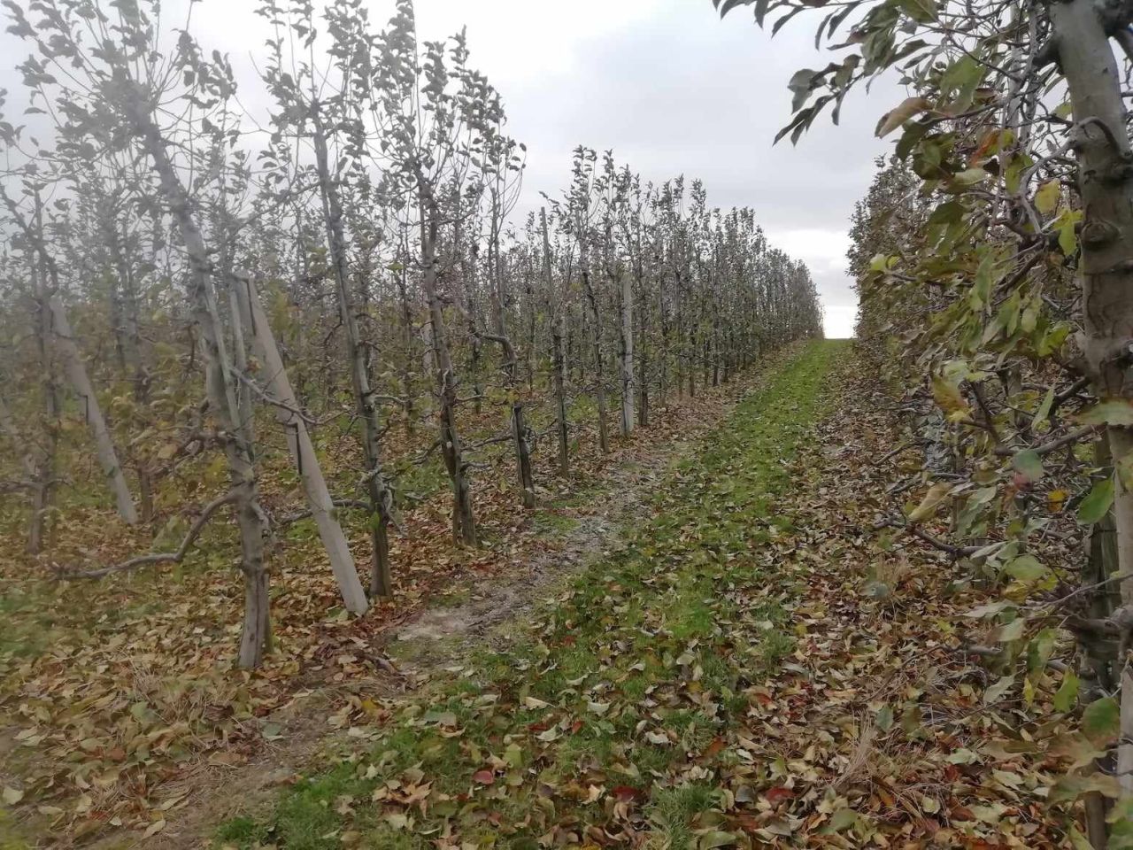 Działka rolna Wielogóra. Zdjęcie 2