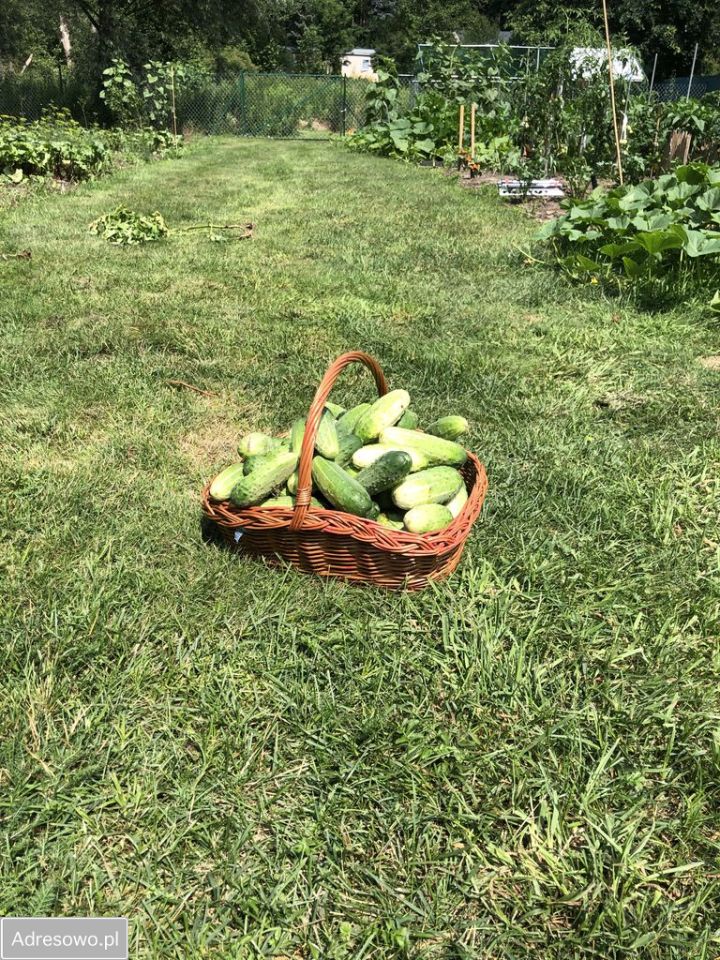 dom wolnostojący, 5 pokoi Cybulice Duże. Zdjęcie 10