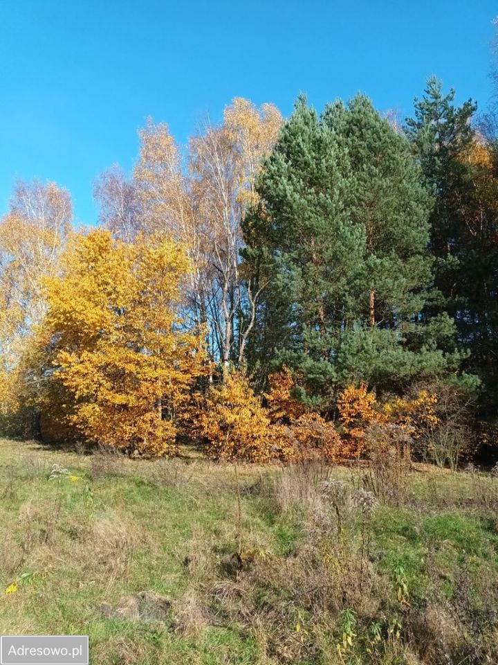 Działka leśna Katowice Panewniki. Zdjęcie 3