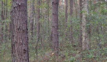 Działka leśna Biszcza