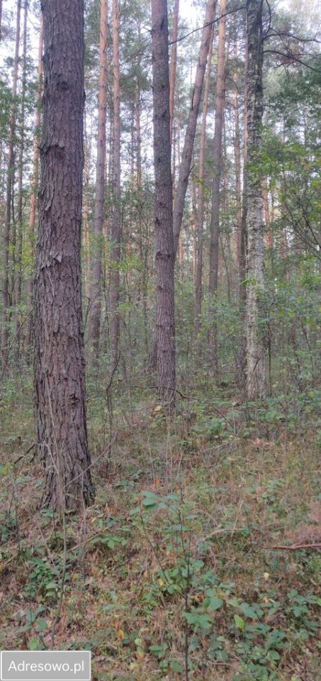 Działka leśna Biszcza
