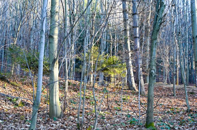 Działka inwestycyjna Wieściszowice. Zdjęcie 2