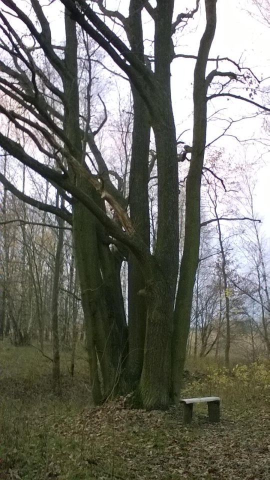 Działka rolno-budowlana Aleksandrów k. Wąsosza. Zdjęcie 7