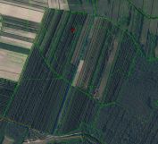 Działka leśna Żuków. Zdjęcie 2