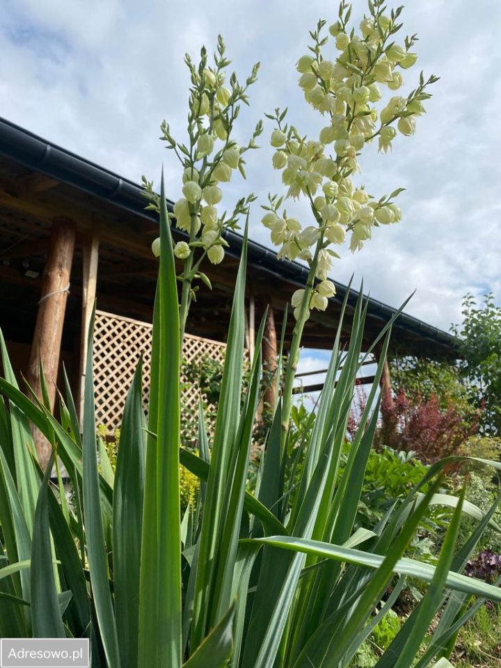 Działka budowlana Tyborów. Zdjęcie 8