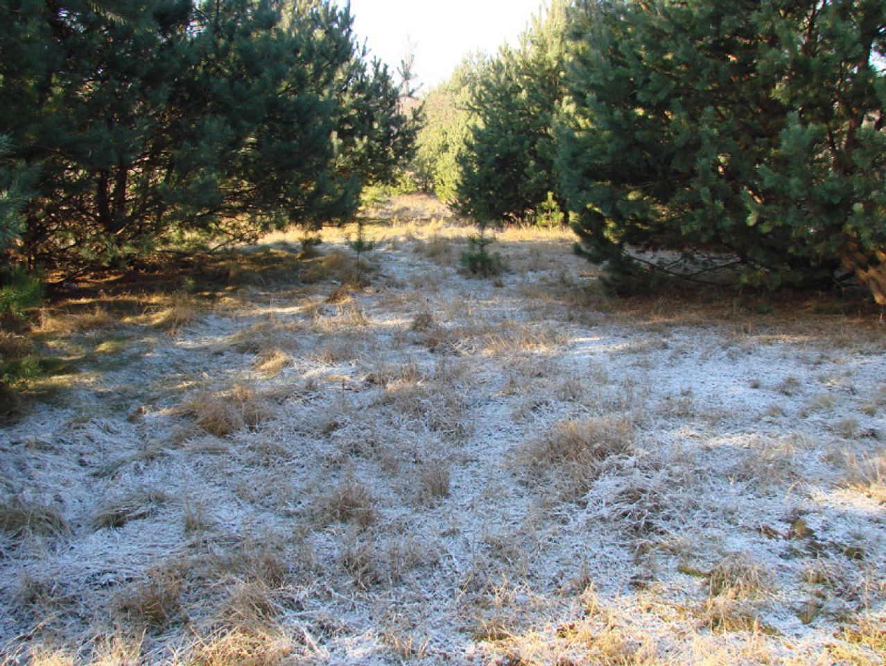 Działka rolno-budowlana Rędziny. Zdjęcie 5