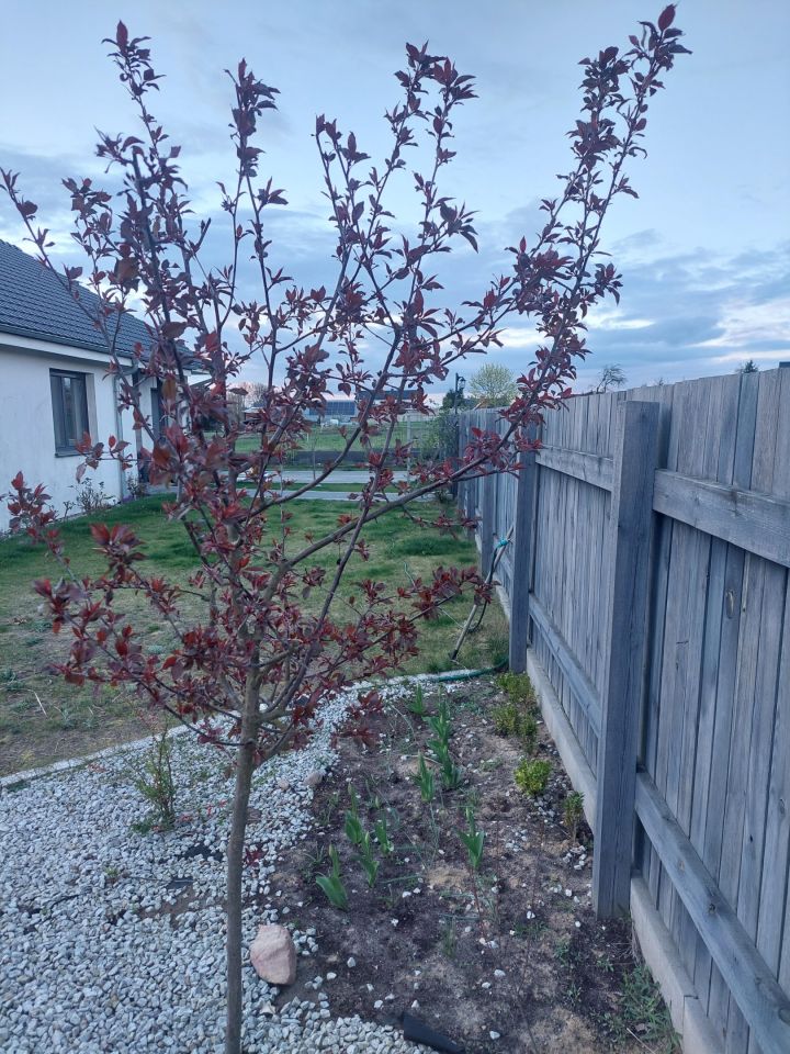 dom wolnostojący, 3 pokoje Strzyżewo. Zdjęcie 17