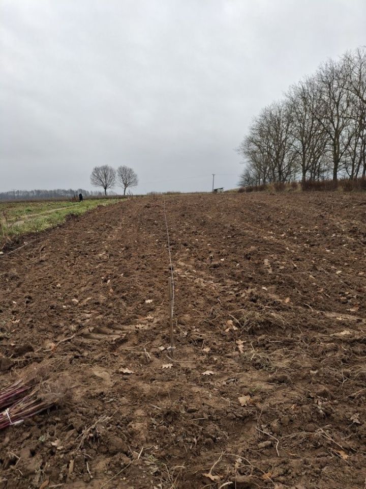 Działka rolno-budowlana Tarnogród. Zdjęcie 1