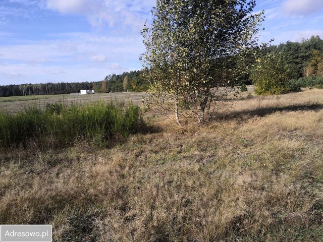 Działka budowlana Puszcza Rządowa. Zdjęcie 1