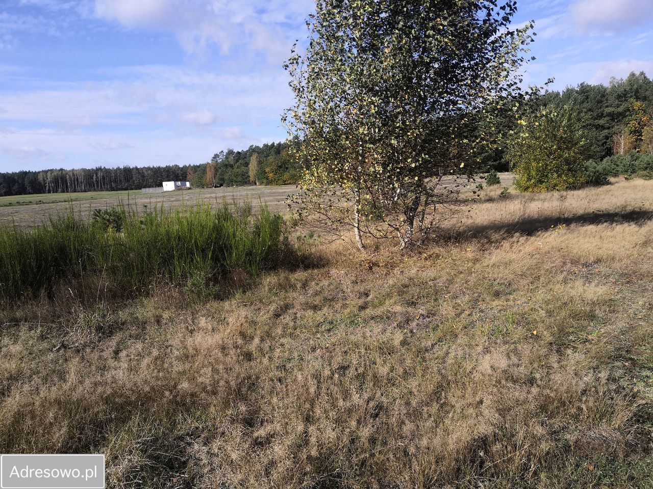 Działka budowlana Puszcza Rządowa. Zdjęcie 1
