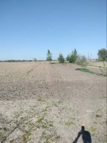 Działka budowlana Ignatów-Kolonia. Zdjęcie 1